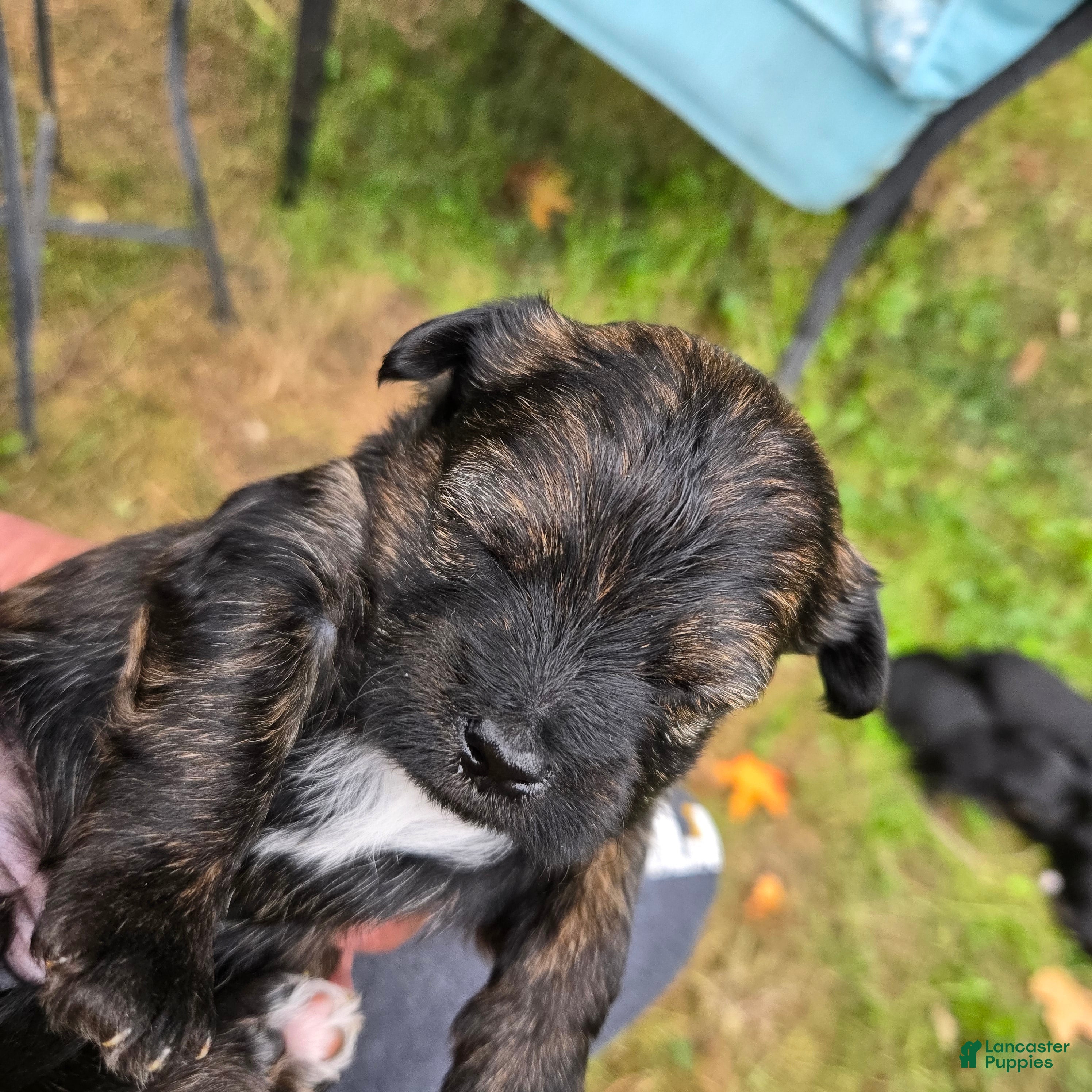 Morkie dogs Brindle - Ad 2