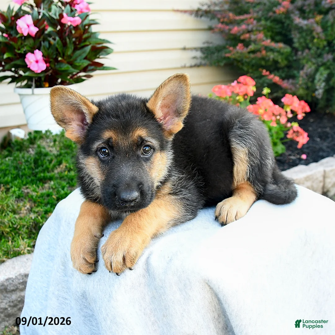 German Shepherd dogs for sale: Forrest - Ad 3