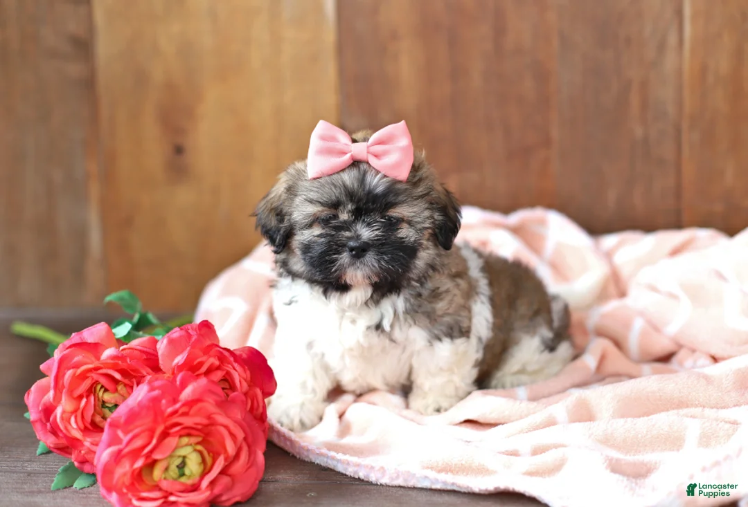 Gallery Image {{count}}