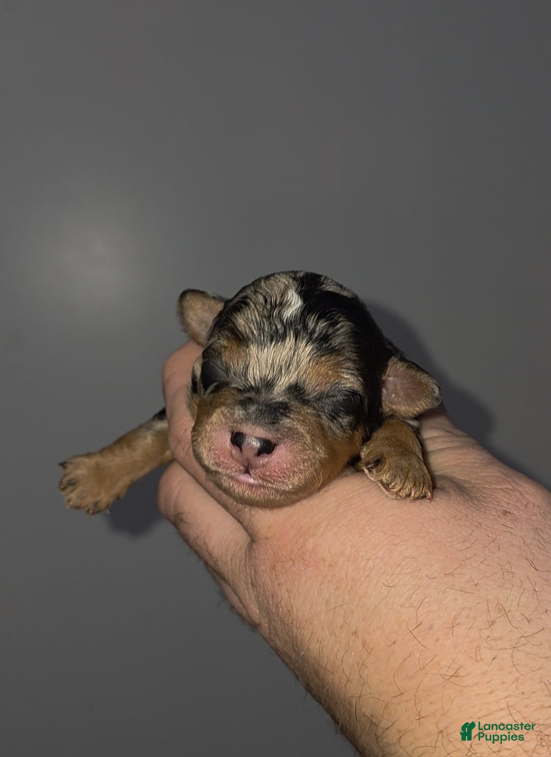 Mini Bernedoodle dogs Charlie - Ad 2