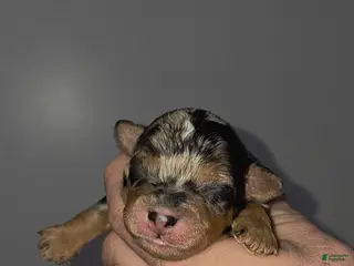 Mini Bernedoodle dogs Charlie - Ad 2