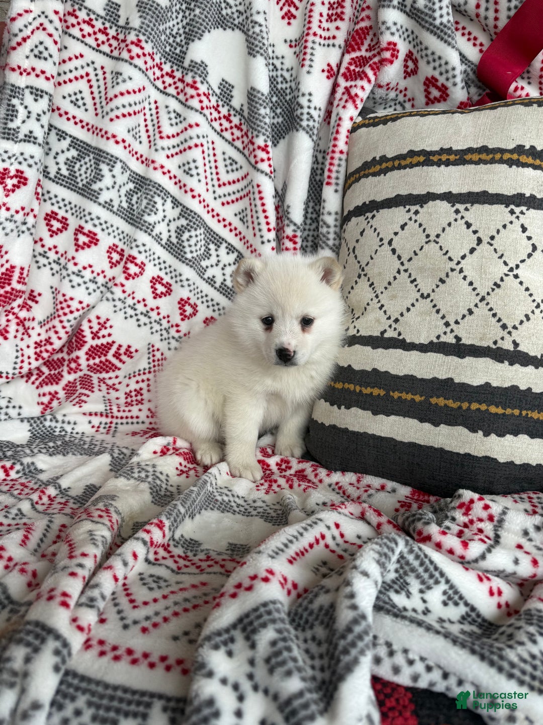 Pomsky dogs for sale: Luna - Ad 2