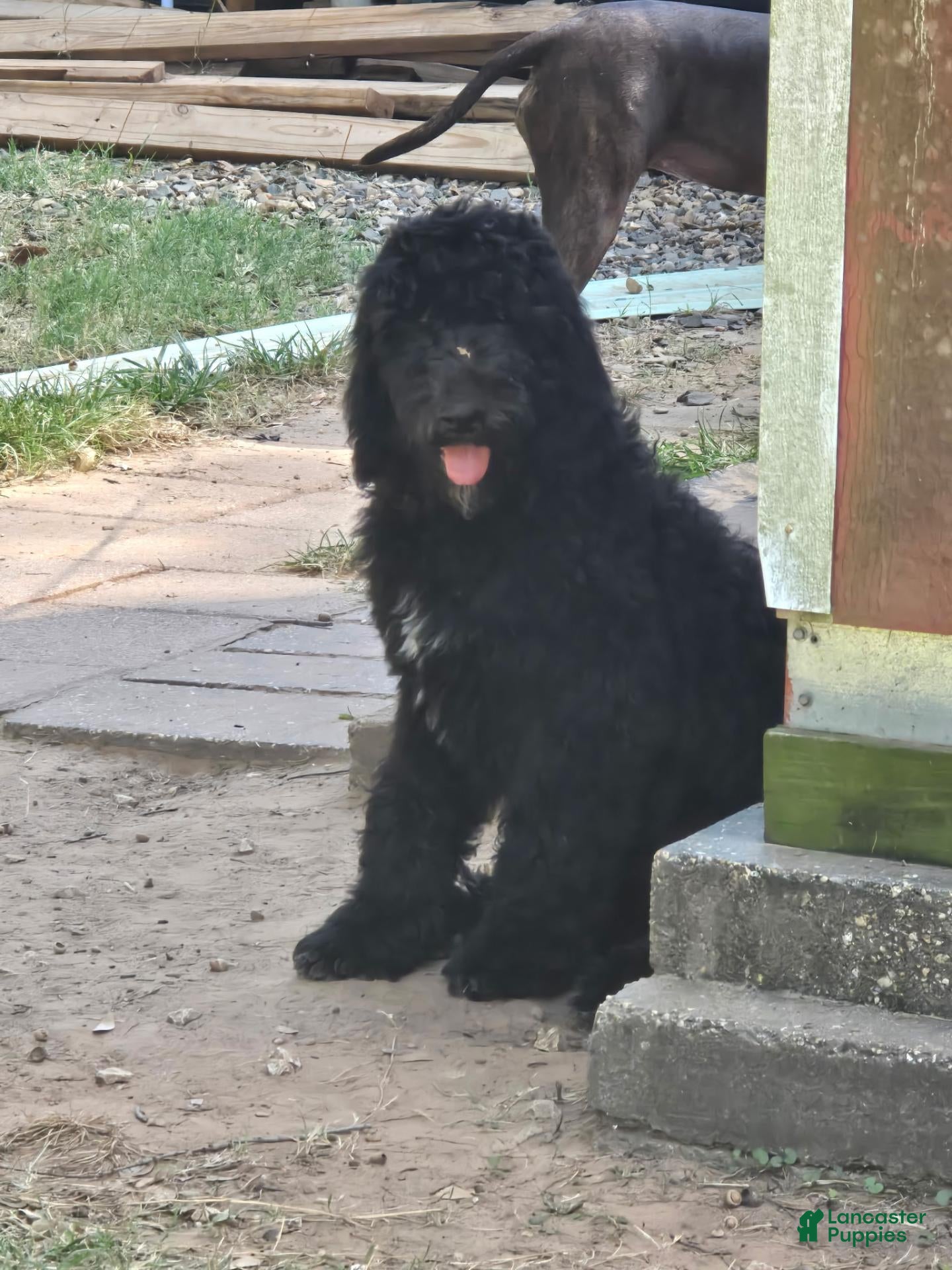 Standard Poodle dogs for sale: Standard Poodle 1 - Ad 10