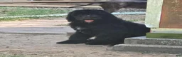 Standard Poodle dogs for sale: Standard Poodle 1 - Ad 1