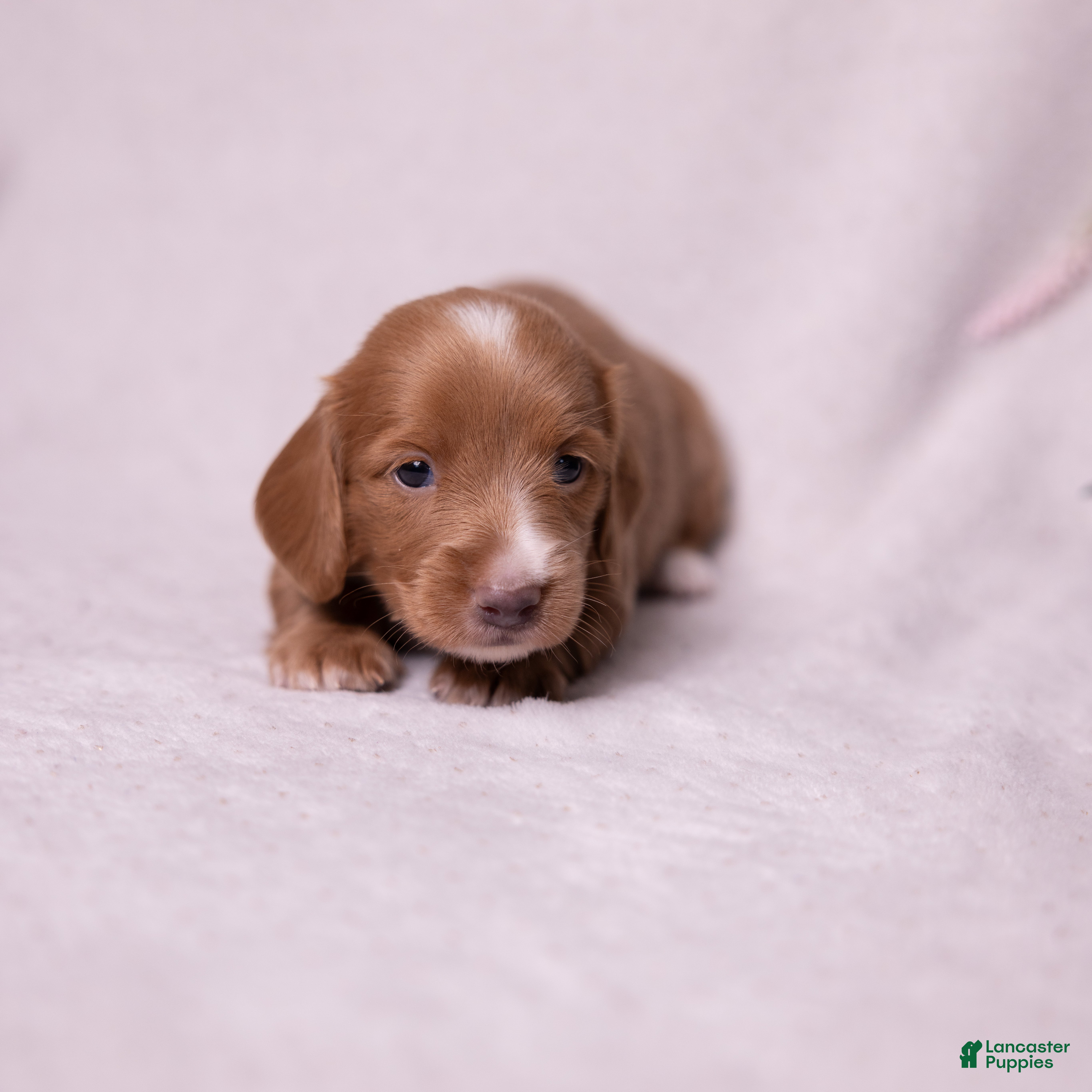 Miniature Dachshund dogs Taffy - Ad 2
