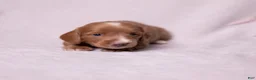 Miniature Dachshund dogs for sale: Taffy - Ad 2