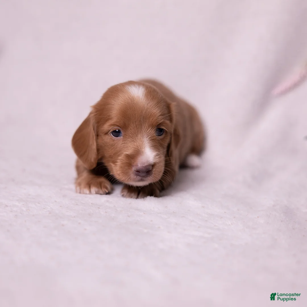 Miniature Dachshund dogs for sale: Taffy - Ad 2