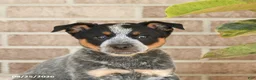 Australian Cattle Dog dogs for sale: Murphy - Ad 5