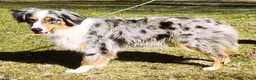 Australian Shepherd dogs for sale: Stripe - Ad 12