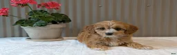 Cavapoo dogs for sale: Cavapoo Puppy 1 - Ad 11