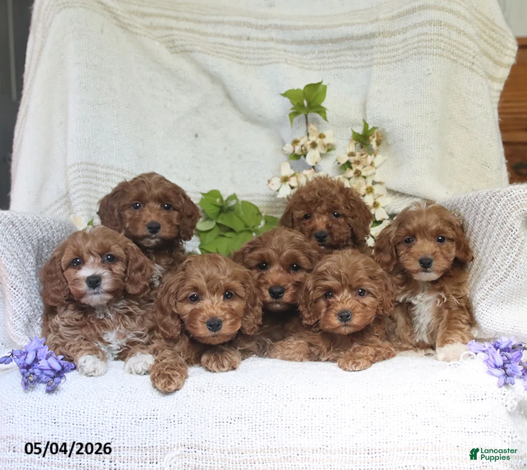 Cockapoo dogs for sale: Jerry - Ad 2