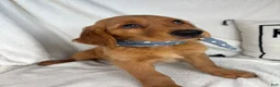 Golden Retriever dogs for sale: Goose - Ad 2
