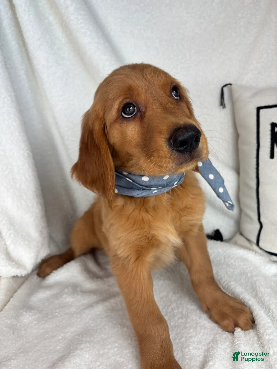Golden Retriever dogs for sale: Goose - Ad 2