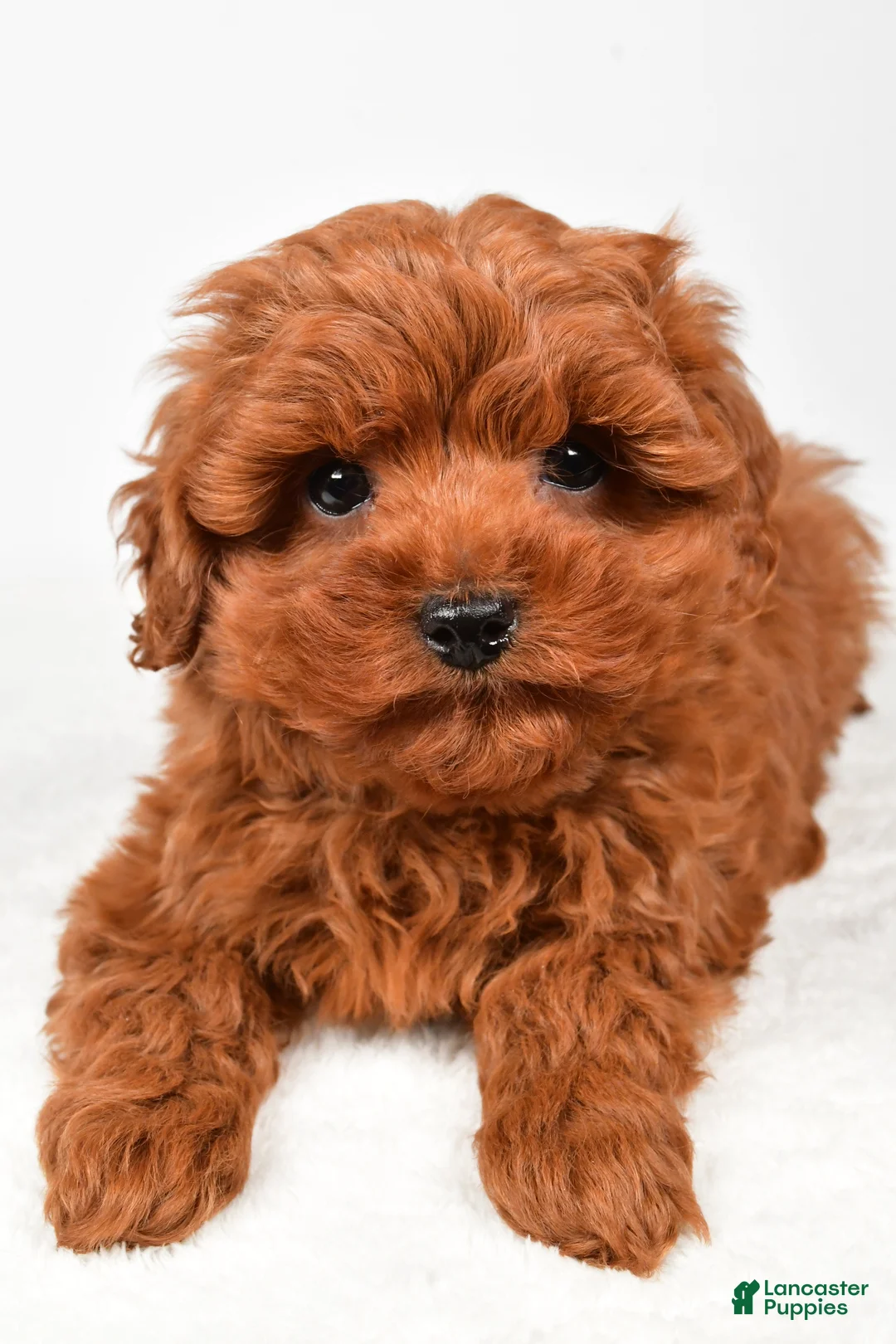 Cavapoo dogs for sale: Hudson - Ad 4