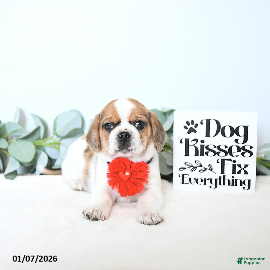 Puggle dogs Gizmo - Ad 32