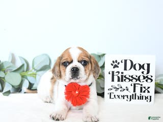 Puggle dogs Gizmo - Ad 32