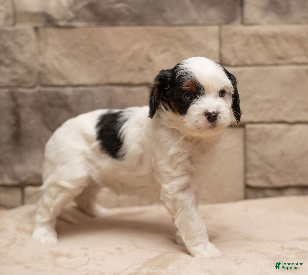 Cavapoo dogs Mocha  - Ad 37