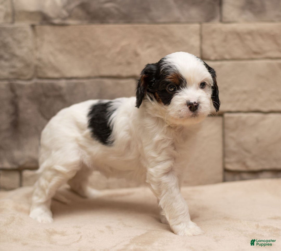 Cavapoo dogs for sale: Mocha  - Ad 1