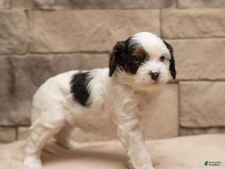 Cavapoo dogs Mocha - Ad 34