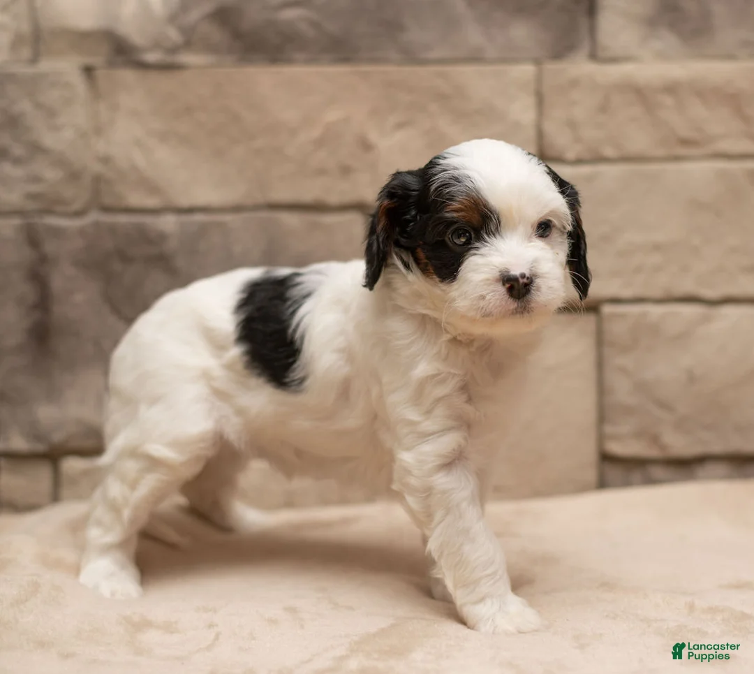 Cavapoo dogs for sale: Mocha  - Ad 8