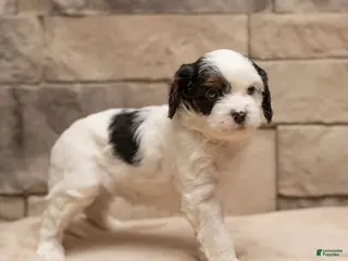 Cavapoo dogs Mocha - Ad 4