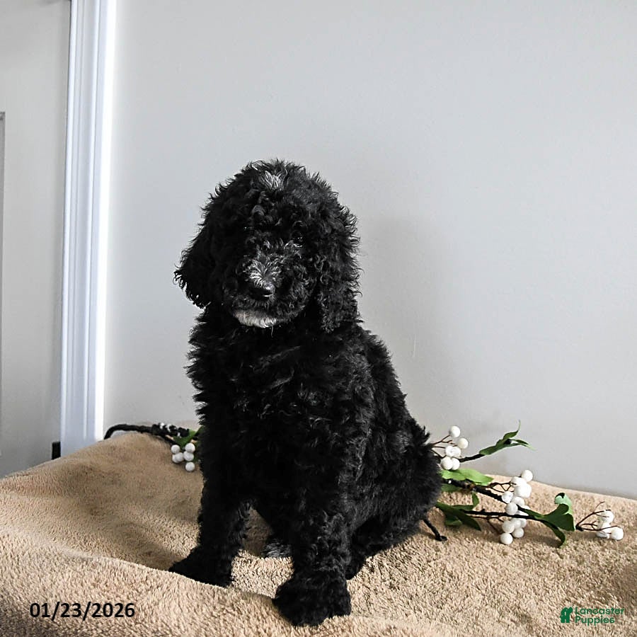 Standard Poodle dogs Vixen - Ad 5