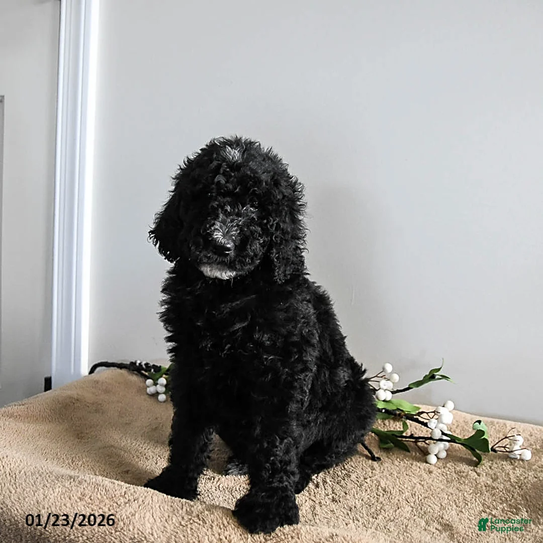 Standard Poodle dogs for sale: Vixen - Ad 1