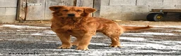 Goldendoodle dogs for sale: Elmo - Ad 7