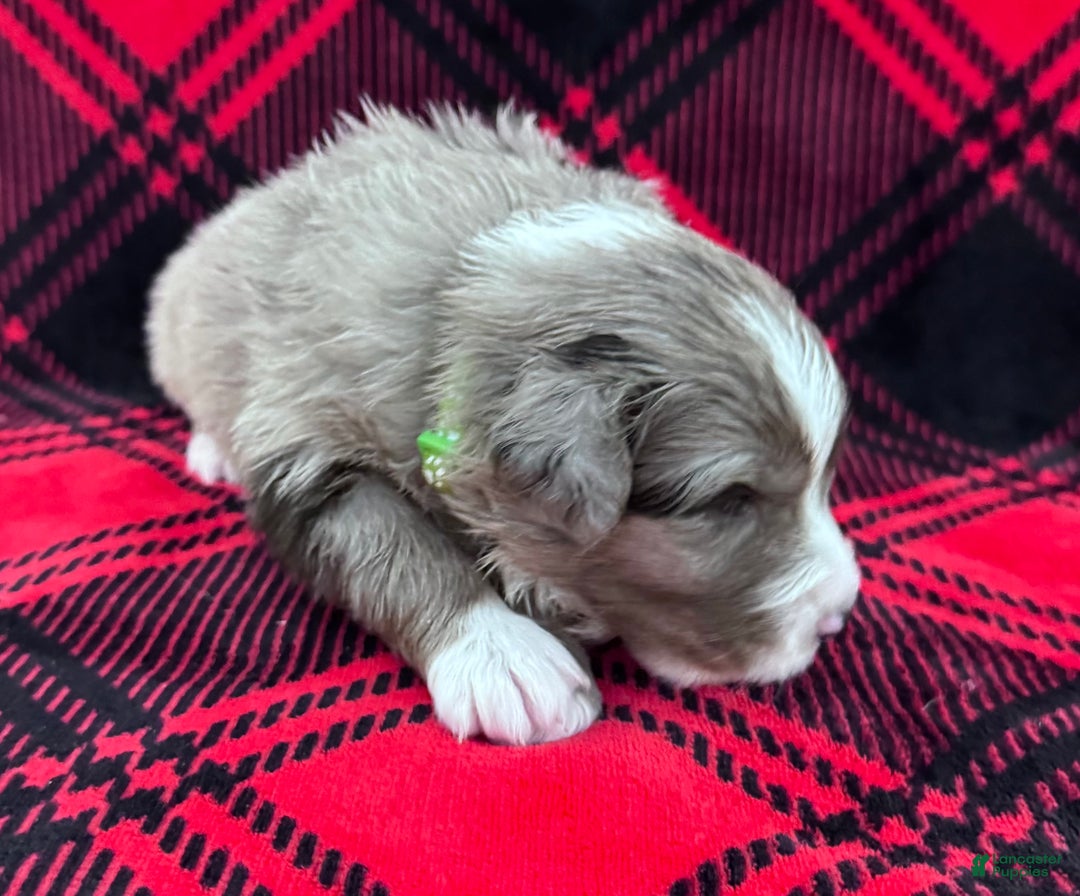 Australian Shepherd dogs for sale: Standard Australian Shepherd Puppy - Lime Green Collar - Ad 7