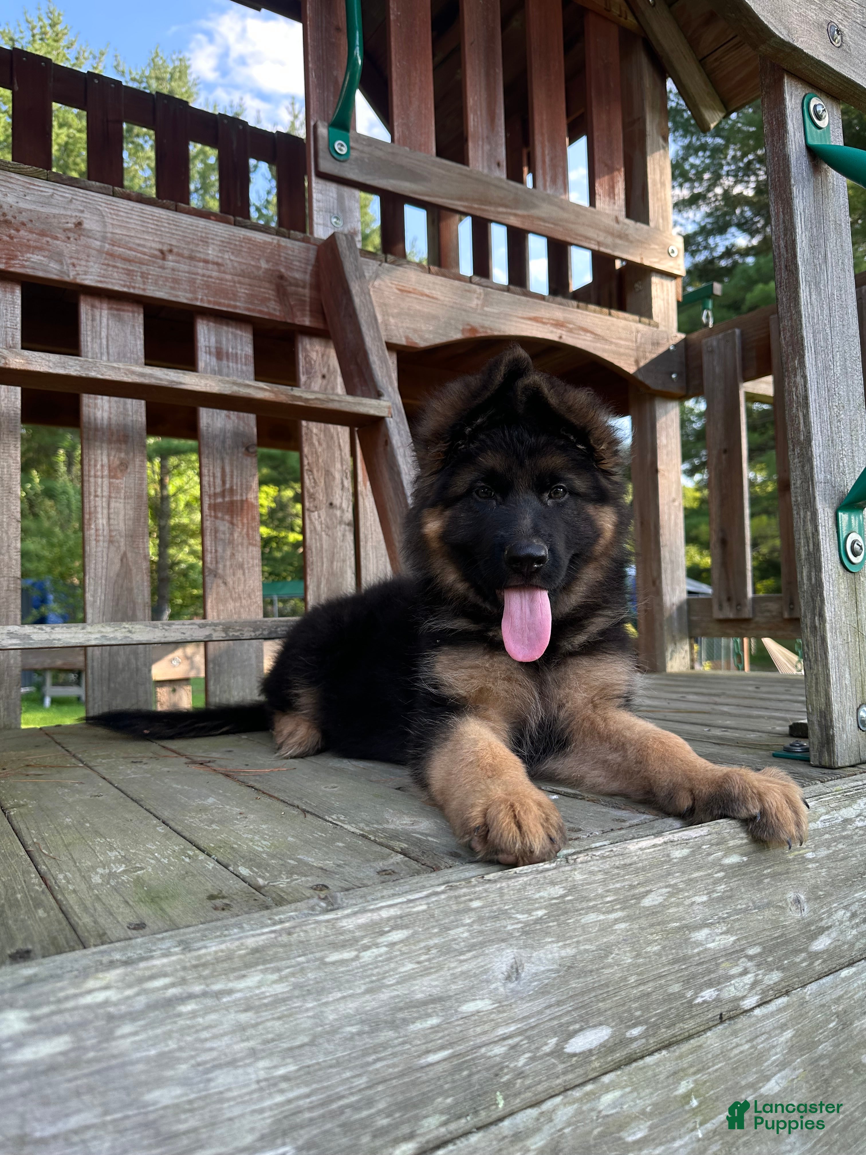German Shepherd dogs Benny - Ad 1