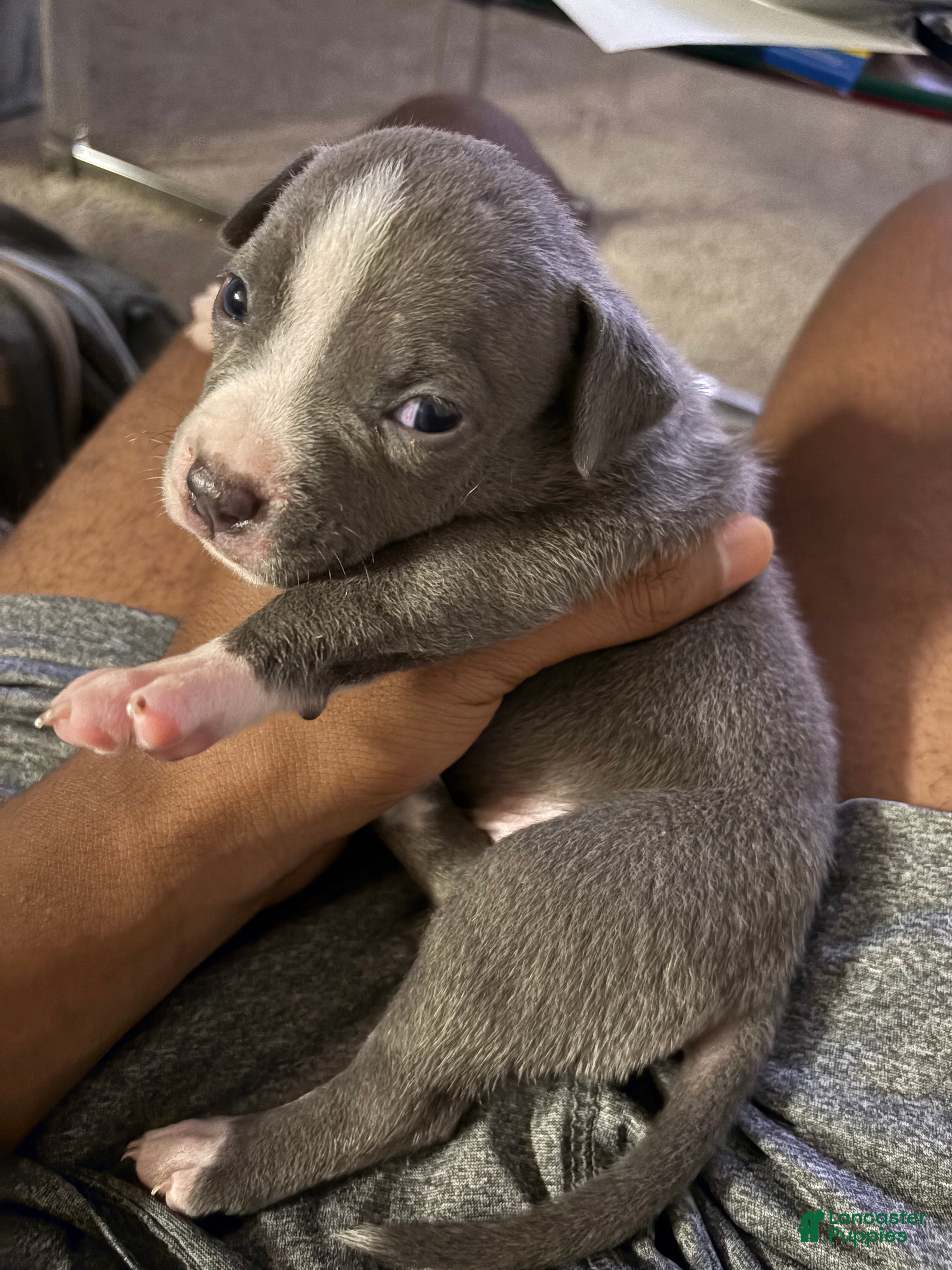 American Bully dogs American Bully 3 - Ad 34
