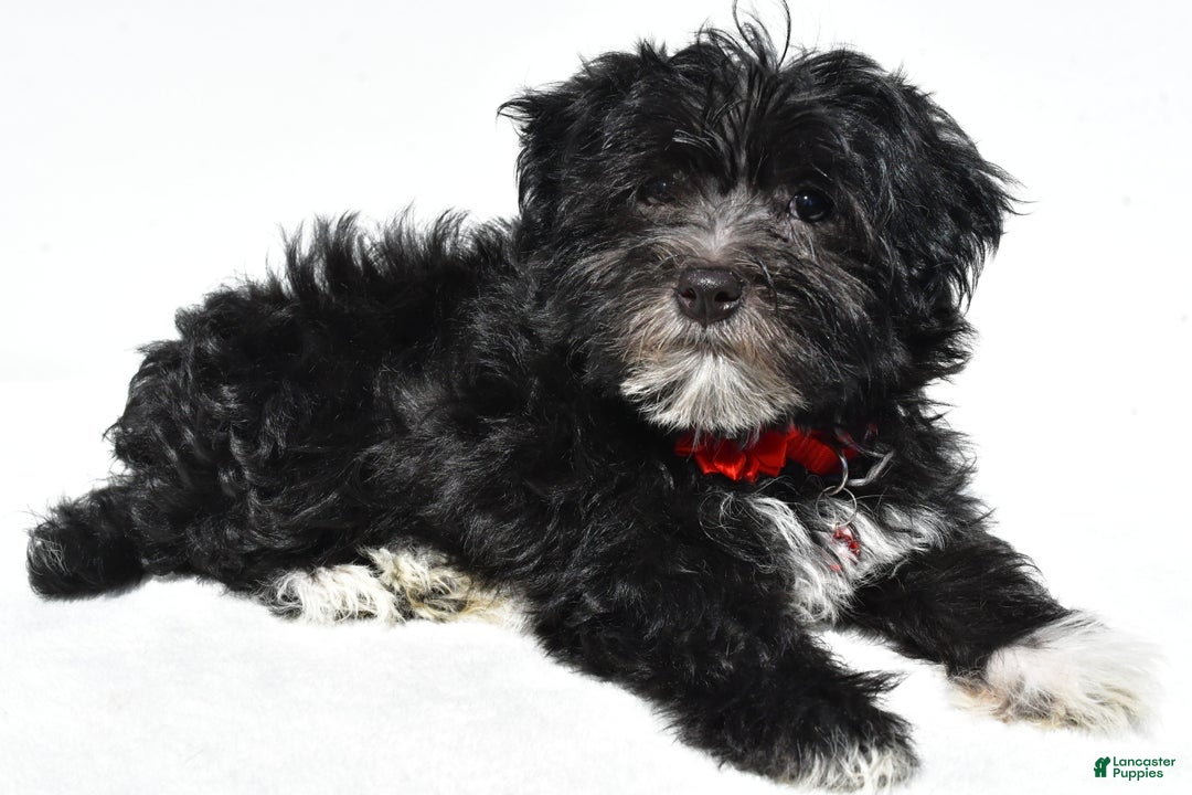 Morkie dogs for sale: Suzi - Ad 3