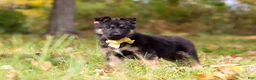 German Shepherd dogs for sale: Ryan - Ad 3