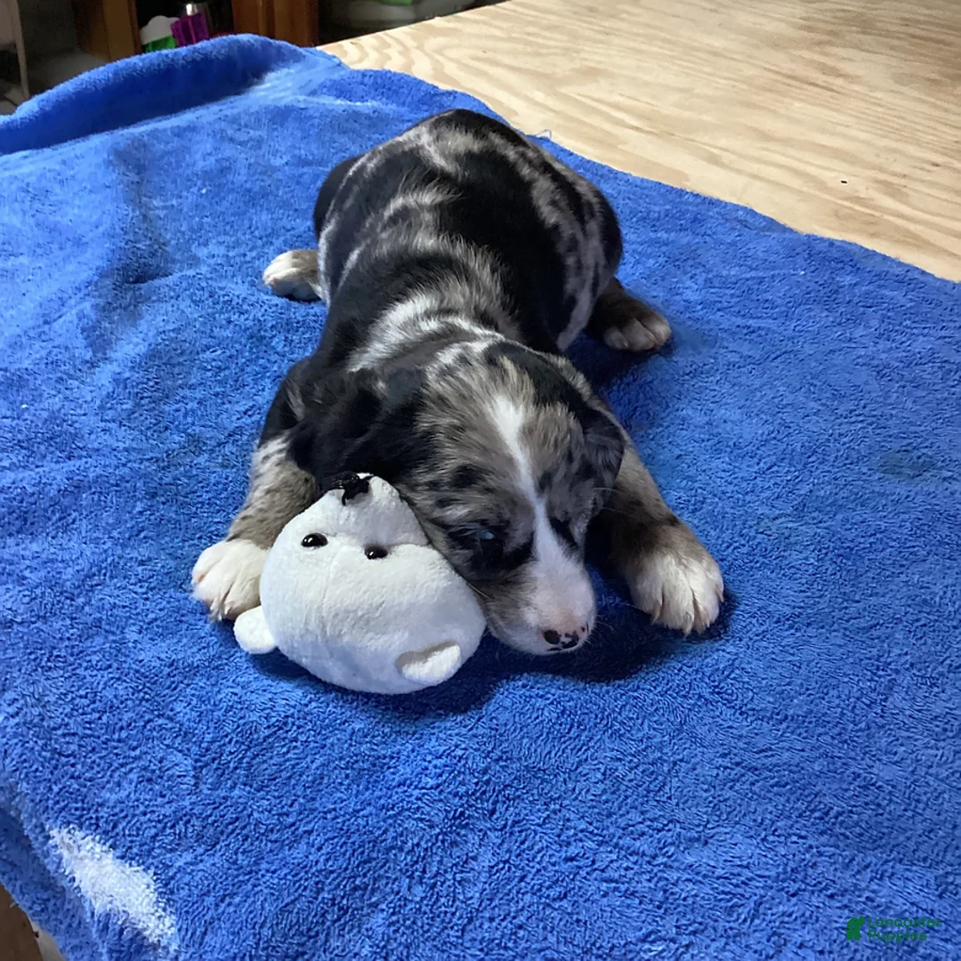 Gallery Image {{count}}