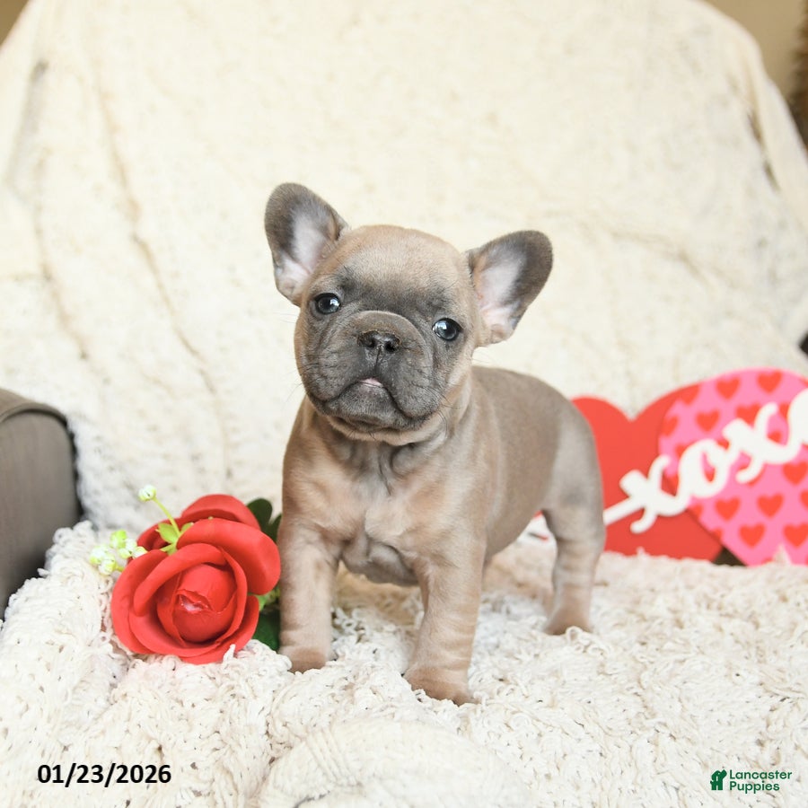 French Bulldog dogs Benz - Ad 8