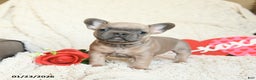 French Bulldog dogs for sale: Benz - Ad 1