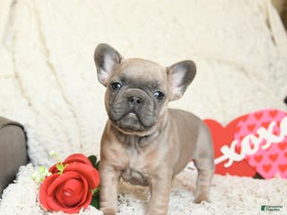 French Bulldog dogs Benz - Ad 8