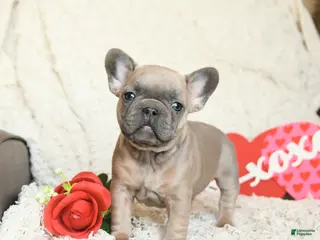 French Bulldog dogs Benz - Ad 6