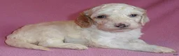 Cockapoo dogs for sale: Holly - Ad 1