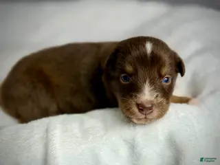 Australian Shepherd dogs Australian Shepherd Puppy 9 - Ad 28