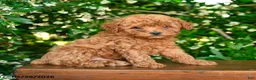 Toy Poodle dogs for sale: Salem - Ad 4