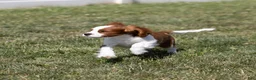 Cavalier King Charles Spaniel dogs for sale: Copper  - Ad 4