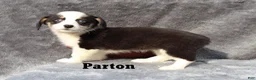 Welsh Corgi Pembroke dogs for sale: Parton - Ad 4