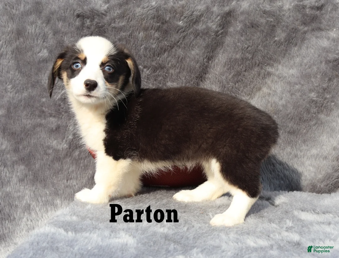 Welsh Corgi Pembroke dogs for sale: Parton - Ad 4