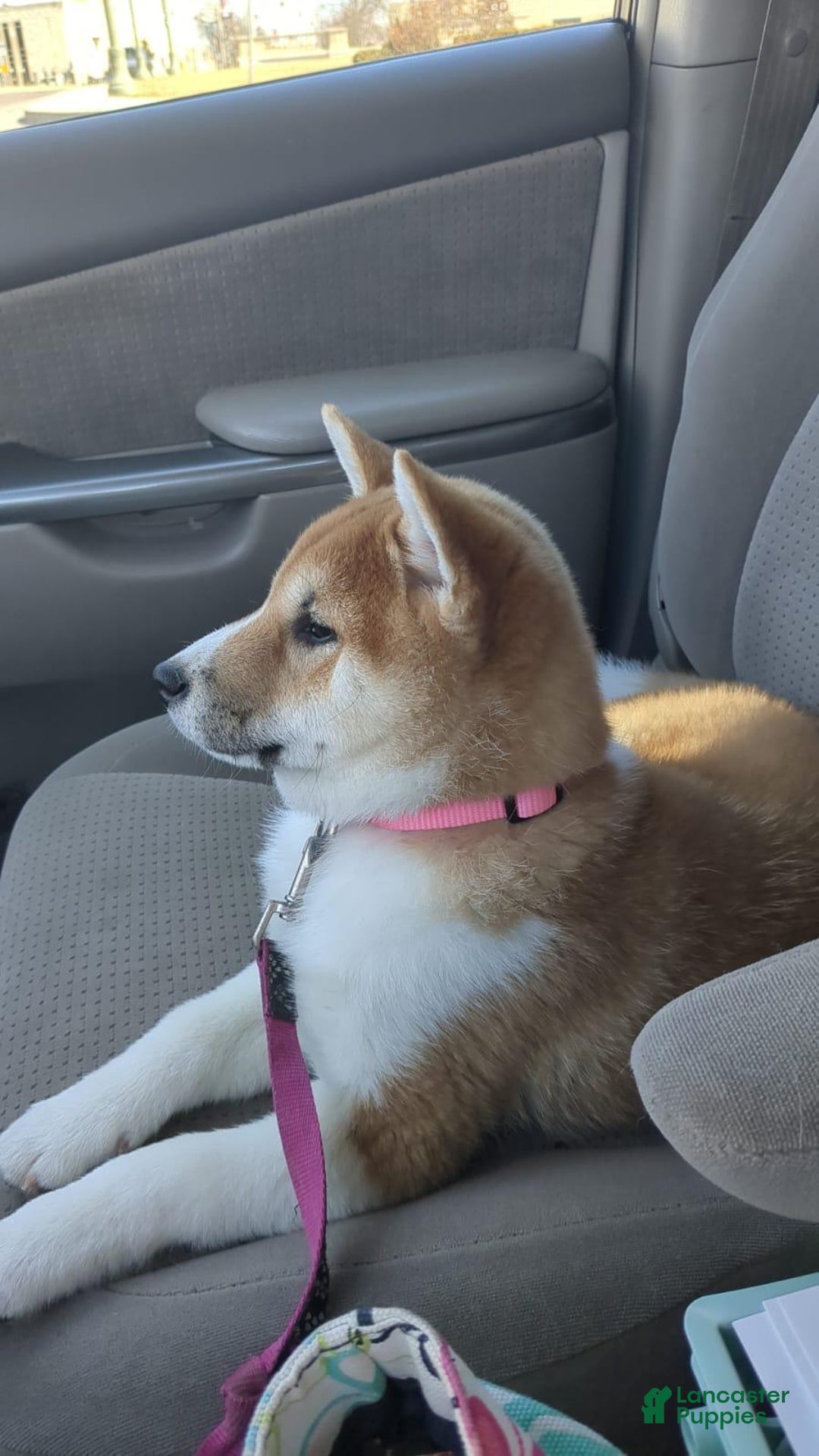 Shiba Inu dogs for sale: Tallie - Ad 5