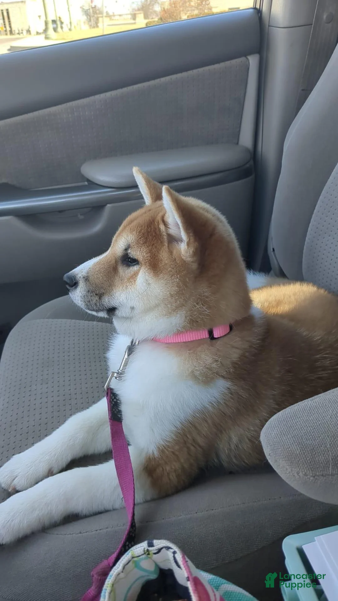 Shiba Inu dogs for sale: Tassy - Ad 20