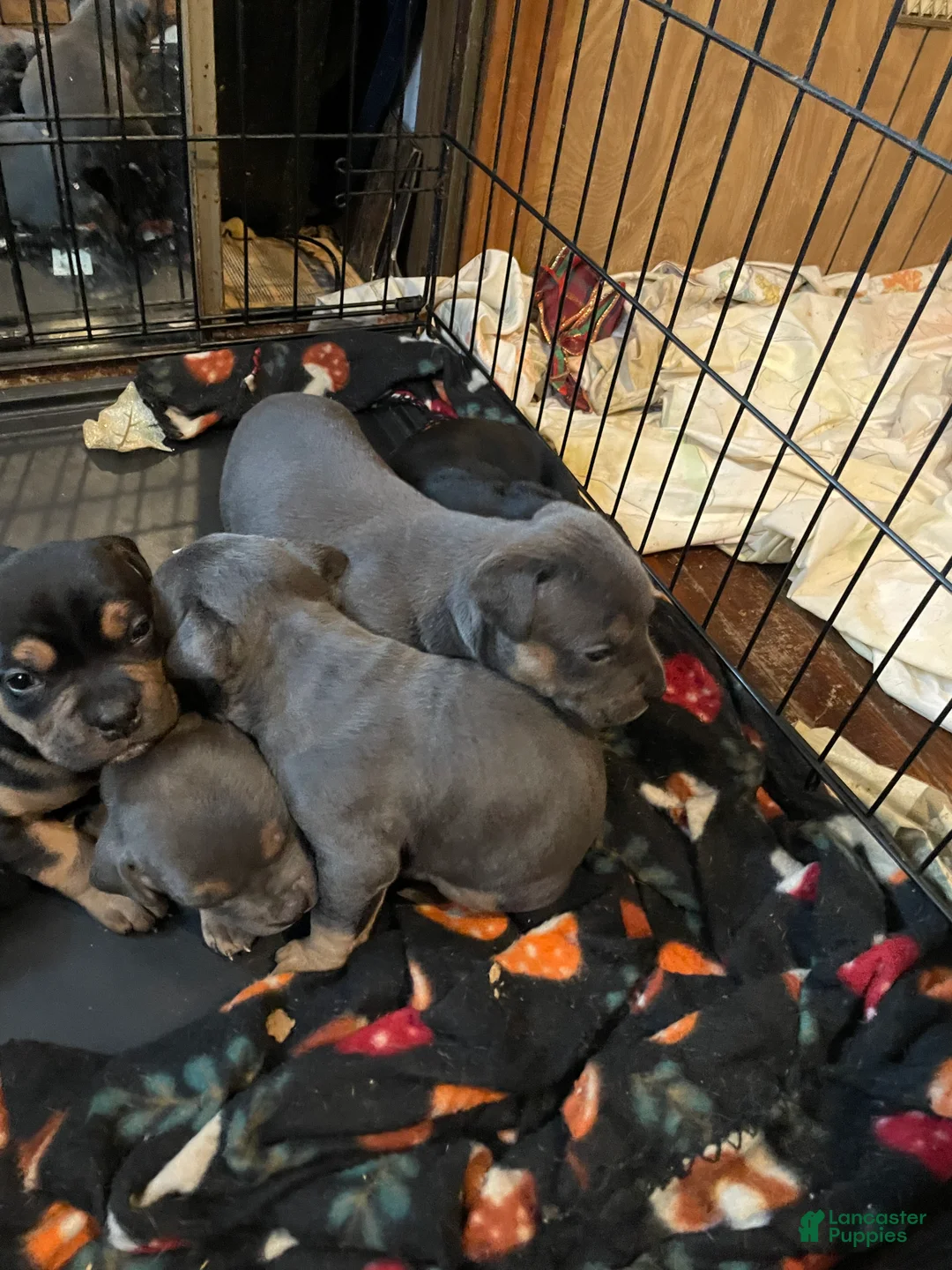 American Bully dogs for sale: American Bully Puppy 4 - Ad 11