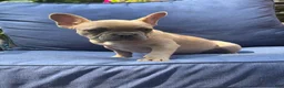 French Bulldog dogs for sale: French Bulldog 2 - Ad 1