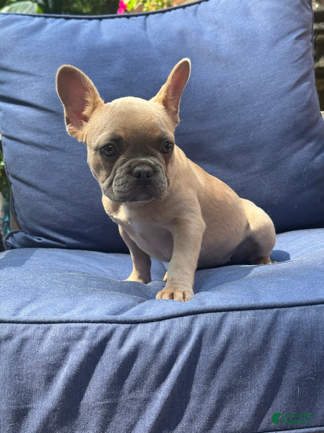 French Bulldog dogs for sale: French Bulldog 2 - Ad 1