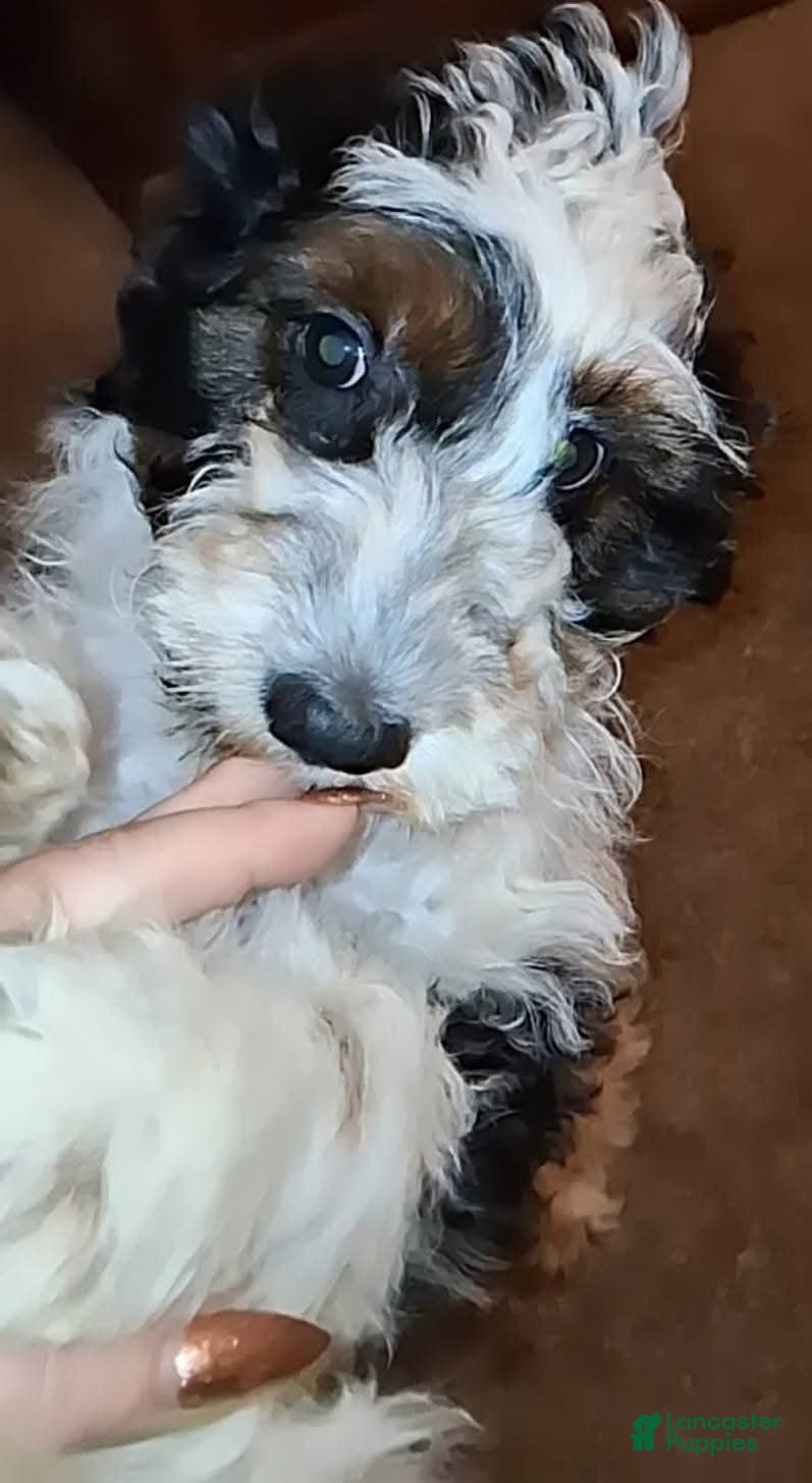 Cockapoo dogs Mr. Roscoe - Ad 40